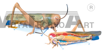 The dissection model of locust